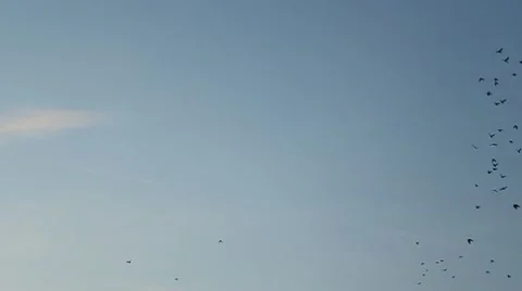 Crows Stock Footage 9842476