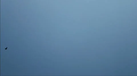 Crows Stock Footage 9842772