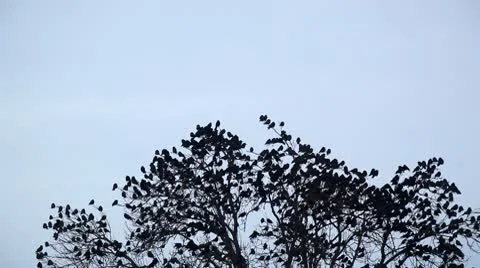 Crows Stock Footage 10741227