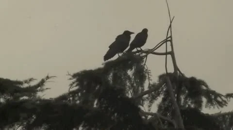 Crows Stock Footage 12374375