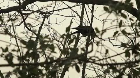 Crows Video stock 12374383