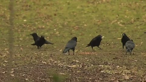 Crows Video stock 12374395
