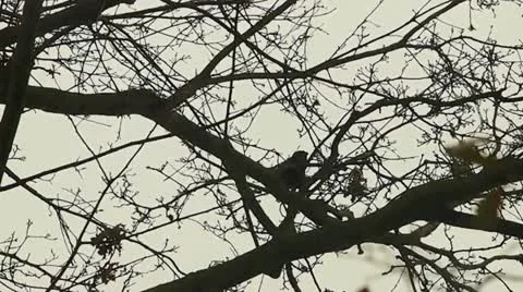 Crows Video stock 12374396