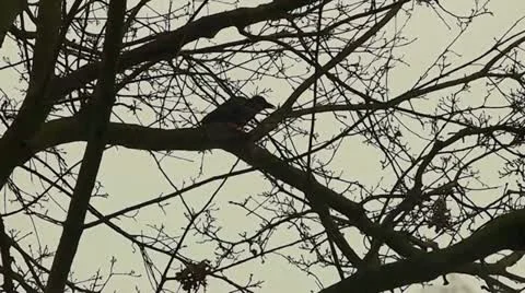 Crows Stock Footage 12374403