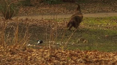 Crows Stock Footage 12374415