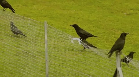 Crows Video stock 12374545