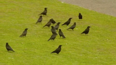 Crows Video stock 12374546