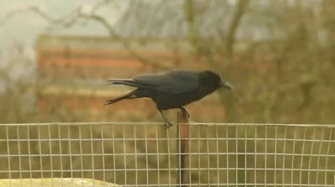 Crows Stock Footage 12374547