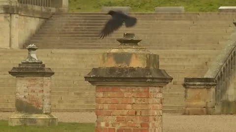 Crows Video stock 12374548