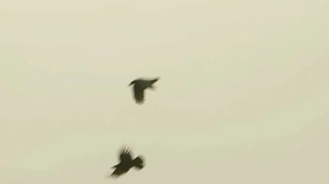 Crows Video stock 12374551