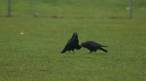 Crows Stock Footage 12374555