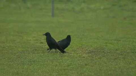 Crows Video stock 12374559