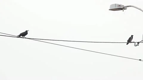 Crows Stock Footage 12382549