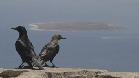 Crows Stock Footage 23014751
