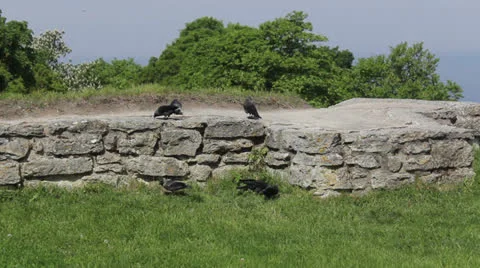 Crows Stock Footage 27099807