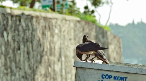 Crows 스톡 동영상 27280893