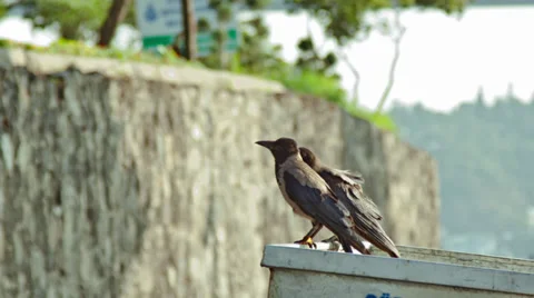 Crows Stock Footage 27281779