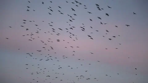 Crows Stock Footage 36566243