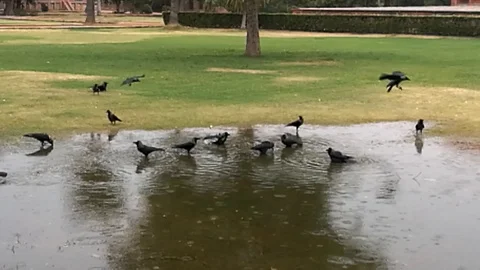 Crows Stock Footage 121685790