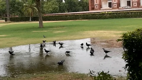 Crows Stock Footage 121685804