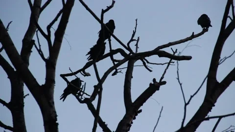 Crows Stock Footage 146520147
