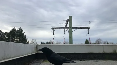 Crows Stock Footage 204963021