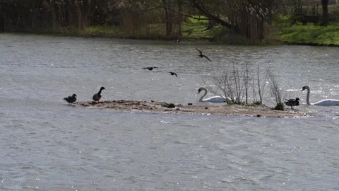 Crows Stock Footage 305391724