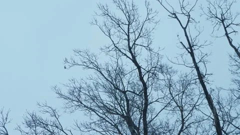 Crows forage in the snow under a tree in the center of the city. Stock Footage 221701158
