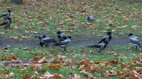 Crows in forest in autumn Stock Footage 220429115