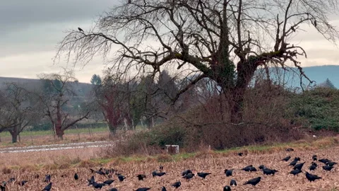 Crows gather for supper Видео 331309674