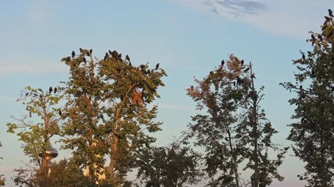 Crows Gather on Tall Tree Branches During a Peaceful Golden Hour Sunset Stock Footage 345555936