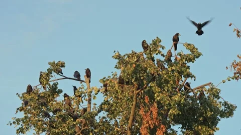Crows Gathered in a Golden Autumn Tree Stock Footage 344866019