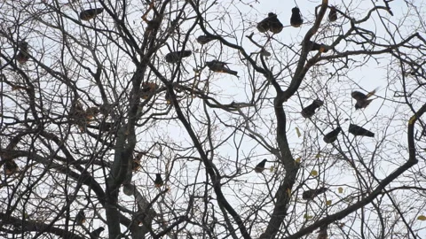 Crows gathered on top of a tree Stock Footage 97147344
