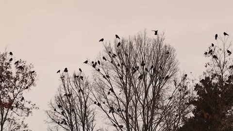 Crows Gathering in Tall Trees at Winter Sunset for Night Roosting Stock Footage 326294272