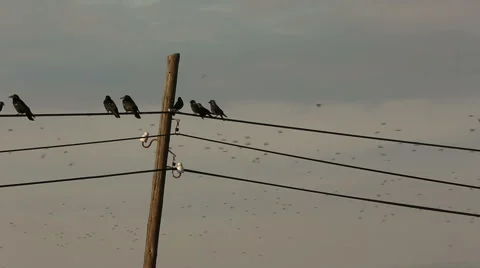 Crows gathering on telegraph cables and tree branches in Turkish rural area Stock Footage 54091703