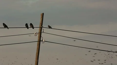 Crows gathering on telegraph cables and tree branches in Turkish rural area Stock Footage 54092002