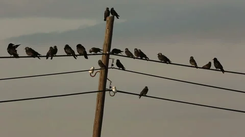 Crows gathering on telegraph cables and tree branches in Turkish rural area Stock Footage 54093166