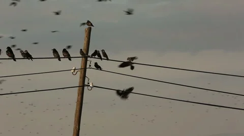 Crows gathering on telegraph cables and tree branches in Turkish rural area Stock Footage 54094384