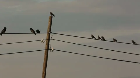 Crows gathering on telegraph cables and tree branches in Turkish rural area Stock Footage 54095086