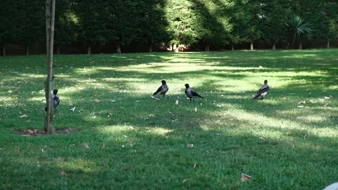 Crows on the grass in central park Stock Footage 249291241