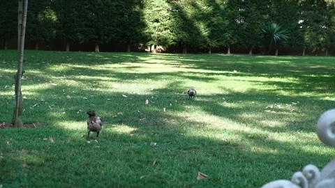 Crows on the grass in central park Stock Footage 249291299