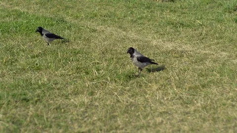 Crows on the green grass eating and looking for food. Stock Footage 108030086