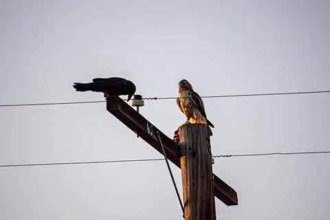 Crows harass a hawk on a telephone pole Foto stock
