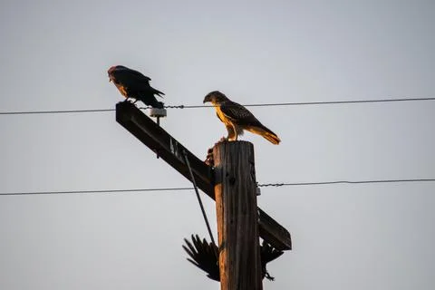 Crows harass a hawk on a telephone pole Foto stock