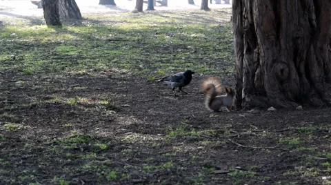 Crows harassing a red squirrel Stock Footage 47726168