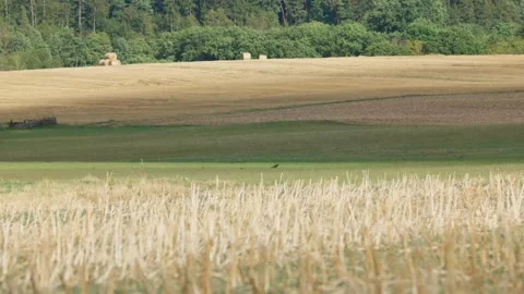 Crows on Harvested Fields with Hay Bales Slow Motion Stock-Footage 345880781