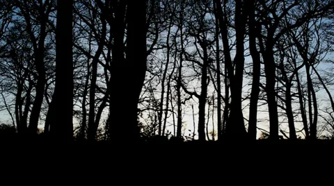 Crows heard in dark woods - dolly shot Stock Footage 35109210