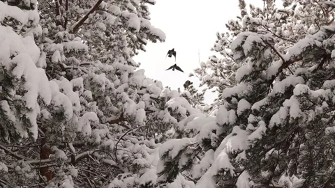 Crows (hooded crow) fly over the snow covered trees Snow falling from the tree. Stock Footage 171658106