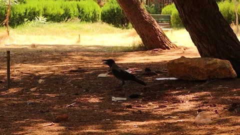 Crows on a hot day, mouths open. Hooded Crow. Birds watching.Urban Wildlife Stock Footage 286423562