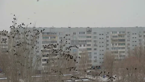 Crows invasion in the city, trees filled with black birds thousands of ravens 스톡 동영상 87698997